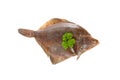 Raw plaice fish Royalty Free Stock Photo