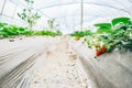 Raw of plants in a strawberry greenhouse