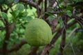 Raw pomelo in garden