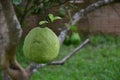 Raw pomelo in garden