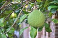 Raw pomelo in garden