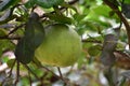 Raw pomelo in garden