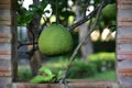 Raw pomelo in garden