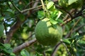 Raw pomelo in garden