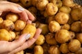 raw potatoes in the hands of a girl, harvest of potatoes