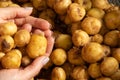 raw potatoes in the hands of a girl, harvest of potatoes