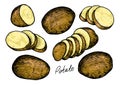 Raw potatoes set with whole root crops and sliced pieces. Farm vegetables vector illustration Royalty Free Stock Photo