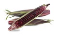 Raw purple corn isolated on white background. A lot of Anthocyanins natural color substances. Sweet taste. Royalty Free Stock Photo