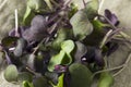 Raw Purple Organic Radish Microgreens