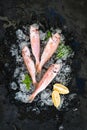 Raw Red Mullet fish with lemon, mint and rosemary on chipped ice over dark stone backdrop Royalty Free Stock Photo