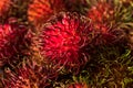 Raw Red Organic Rambutan Fruit