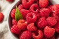 Raw Red Organic Raspberries Royalty Free Stock Photo