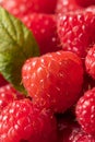 Raw Red Organic Raspberries Royalty Free Stock Photo