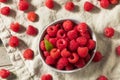 Raw Red Organic Raspberries Royalty Free Stock Photo