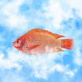 Raw Red tilapia Royalty Free Stock Photo