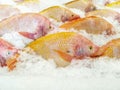 Raw Red Tilapia Fish On Ice. Fresh Fish frozen on ice. Seafood Fish Market. Royalty Free Stock Photo