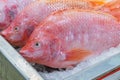 Raw Red Tilapia Fish for sale at Thai market Royalty Free Stock Photo