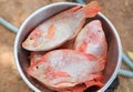 Raw red tilapia fish with salt in bowl Royalty Free Stock Photo