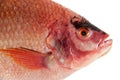 Raw Red tilapia Royalty Free Stock Photo