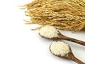 Raw rice grain and paddy on white background