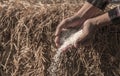 Raw rice on hand Royalty Free Stock Photo