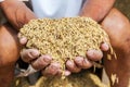 Raw rice or paddy in farmer `s hand. Royalty Free Stock Photo