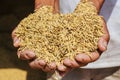 Raw rice or paddy in farmer `s hand. Royalty Free Stock Photo