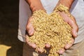 Raw rice or paddy in farmer `s hand. Royalty Free Stock Photo