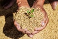 Raw rice or paddy in farmer `s hand with growth plant. Royalty Free Stock Photo