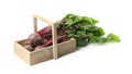 Raw ripe beets in wooden basket isolated Royalty Free Stock Photo