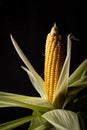 Raw ripe corn. Dark style