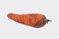 Raw ripe dirty carrot.