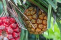 Raw and ripe Pandanus odorifer or pine on the tree. Royalty Free Stock Photo