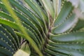 Raw and ripe Pandanus odorifer or pine on the tree. Royalty Free Stock Photo