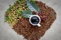 Raw or ripe red branch of Arabica and Robusta and organic coffee berries beans on tree. Farmer crop fruit at farm in Java. Coffee Royalty Free Stock Photo