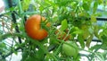 Raw ripe tomatoes are hanging on the tree Royalty Free Stock Photo