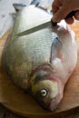 Raw river bream fish on the table in the kitchen before scraping Royalty Free Stock Photo