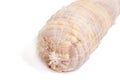 Raw Rolled Chicken Stuffed With Ham And Cheese