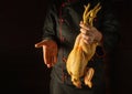 Raw rooster in the chef hand. Cock presentation before preparing delicious dish in the restaurant kitchen. Copy space