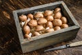 Raw Royal brown champignon mushrooms in a wooden box. Dark background. Top view Royalty Free Stock Photo