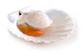 Raw scallop shell