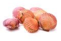 Raw scallop shell