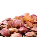 Raw scallop shell Royalty Free Stock Photo