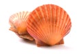 Raw scallop shell Royalty Free Stock Photo