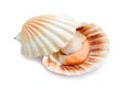 Raw scallop on white