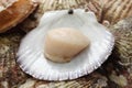 Raw scallops, opened shell Royalty Free Stock Photo