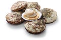 Raw scallops, opened shell Royalty Free Stock Photo