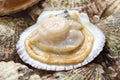 Raw scallops, opened shell Royalty Free Stock Photo