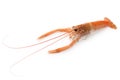 Raw scampi Royalty Free Stock Photo