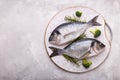 Raw sea bream fish Royalty Free Stock Photo